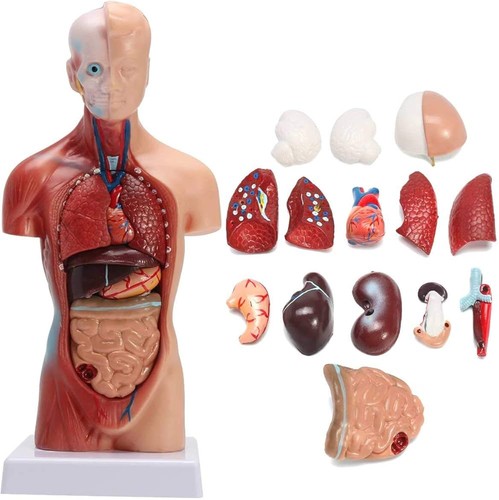 Torso körpermodell herz - torso,