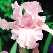 Iris Rhizom Staude Blüten