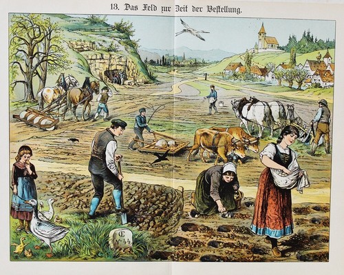 Bauern feld arbeit kartoffel - bauern, feld-arbeit