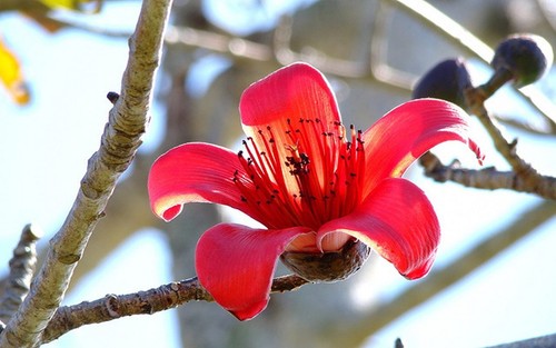 Roter seidenwollbaum bombax - roter,