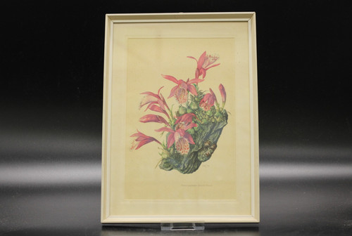 Bild rahmen orchidee - bild, im