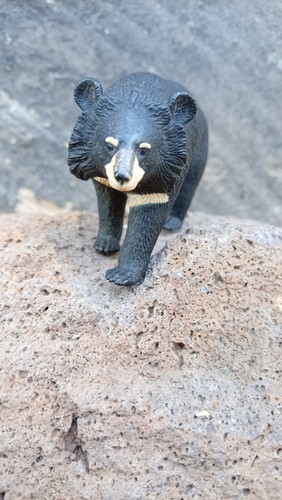 Kragenbär moon bear safari - moon,