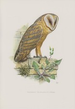 Schleiereule Tyto alba  Eule    Farbdruck 1958 Ornithologie