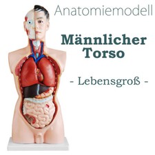 Anatomie Anatomisches Körper Modell Torso Puppe mit Organe 85 cm medmod