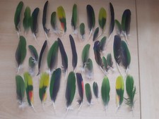 40 echte Papageienfedern, Amazone, bunt