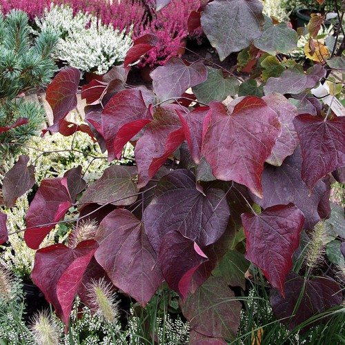 Kanadischer judasbaum garden - kanadischer,