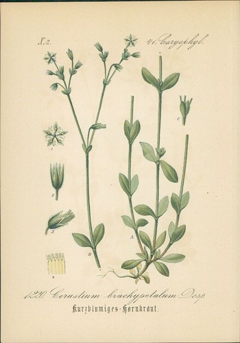 Chromolithographie - ,