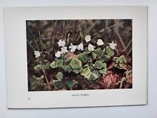 Alter Vintage Farb Blumen