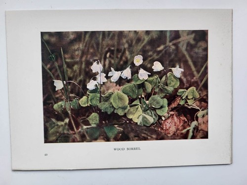 Alter vintage farb blumen - alter,