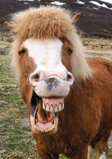 Ansichtskarte: Pferd - lachendes Shetland Pony - laughing horse