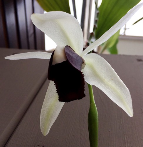 Coelogyne species black - coelogyne, ´black
