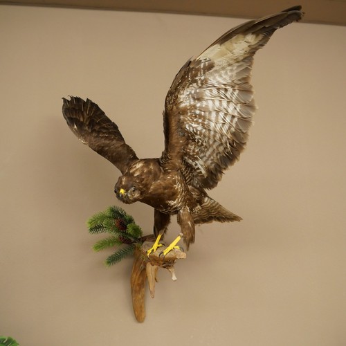Mäusebussard bussard offene - mäusebussard,