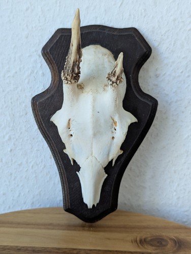 Trophäenschild rehgeweih - trophäenschild,