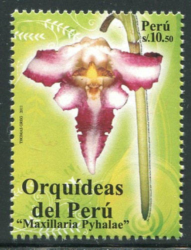 Peru 2011 orchidee orchid - peru,