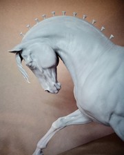 Andalusier Hengst "Rodriguez"