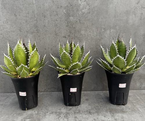 Agave horrida