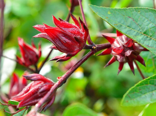 Samen bezaubernd rote früchte - samen,
