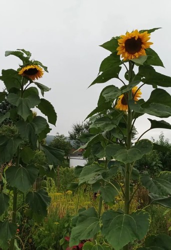 Riesensonnenblumen 100 samen -  riesensonnenblumen,