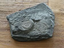 Fossilien/ Versteinerung /Ammoniten aus Holzmaden