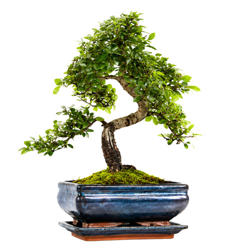 Chinesische ulme bonsai - ulme,