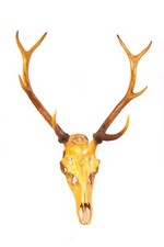 kapitales Hirschgeweih Gehörn 8-ender Jagdtrophäe lackiert Stangen ca. L 58 cm