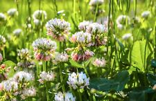 60.000 Samen Weißklee säurearm Klee Trifolium Repens Bienen & Hummeln Saat