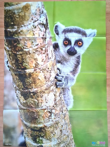 Riesen tier poster junger - ✿riesen-tier-poster,