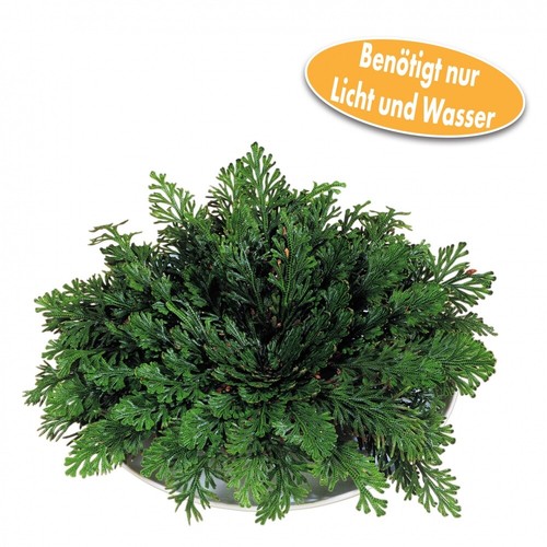 Rose von jericho - rose,