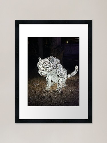 Schneeleopard licht foto - licht,