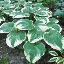 Funkie Hosta Knolle