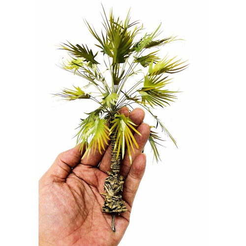 Zucker palme höhe 1 - zucker,
