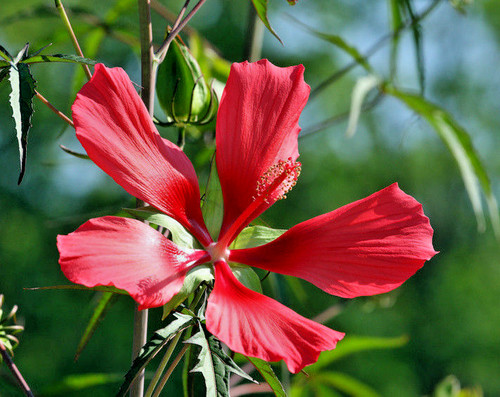 Gute blumen samen - blumen, terrasse