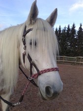 Multifunktionale gebisslose Leder Trense mit Gurtzügeln Shetty Pony Cob Full