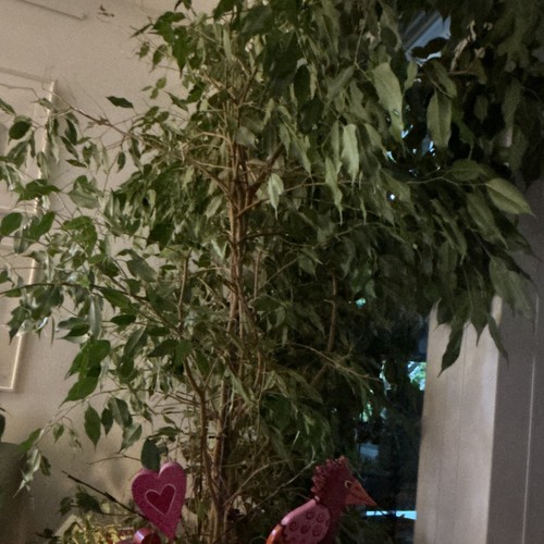Ficus benjamin - ficus,