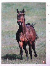 AK Postkarte Pferde, Norwegen,Pony Club, Brauner im Galopp
