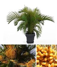 Gelee-Palme Butia Capitata Gemüse Obst für das Fensterbrett den Wintergarten