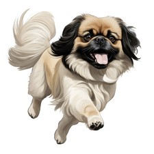 6x stickers Pekingese car