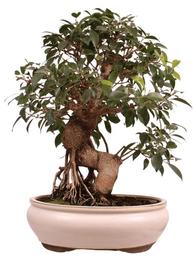 Bonsai ficus retusa - bonsai,