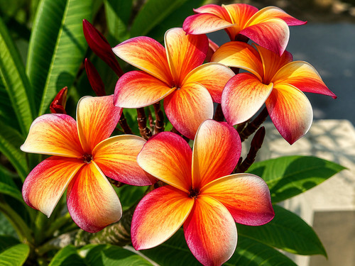 Sale2756 plumeria rubra tiger - plumeria,