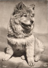AK Hund Petzi, Chow Chow
