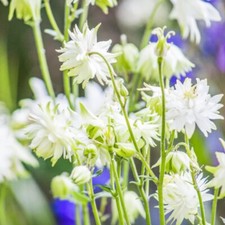 Weiß/Grüne Akelei 'LIME