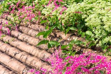 SAMEN tropische Blüten