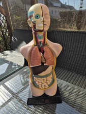 Anatomie-Torso / Lehrmodell