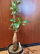 Adansonia digitata, Baobab