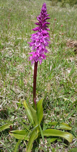 Männliche knabenkraut orchis - männliche,
