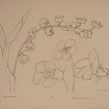 Marie Hesse Maiblume Kapuziner