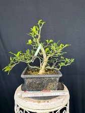 Pfaffenhütchen Bonsai Prebonsai Rohling Rohware 146