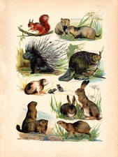 1890 MARTIN LITHOGRAPHIE Eichhörnchen, Murmeltier, Stachelschwein, Hase, Siebenschläfer, Biber, ...