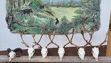 Trophäen Geweihe Damwild Und Widder 