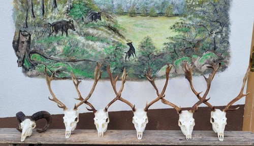 Trophäen geweihe damwild und - trophäen,